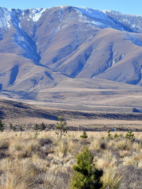 Wilding pines in the headwaters of the Manuherikia. PHOTO: STEPHEN JAQUIERY