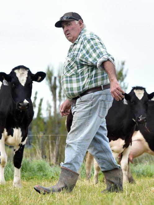 Holstein Friesian New Zealand patron Denis Aitken inspects some of his Holstein Friesian cows on...