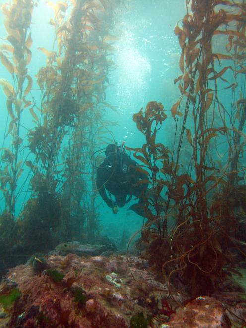 A diver swims through a kelp forest in Rakiura, Stewart Island. Photo: Chris Hepburn 