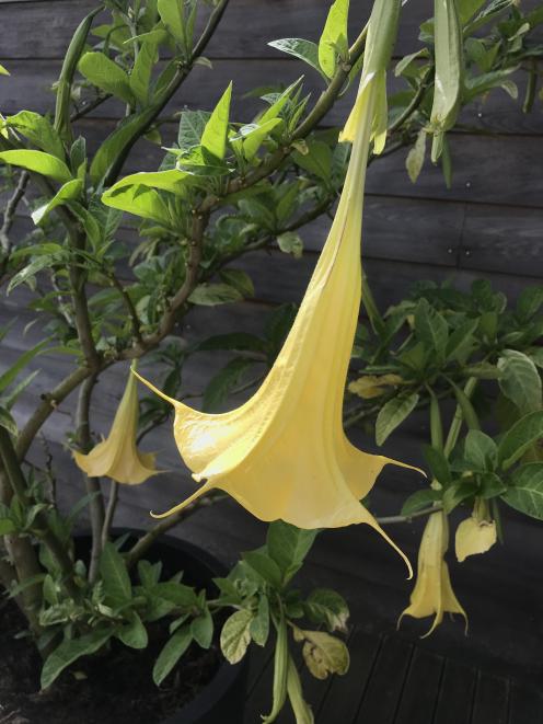 A frost-tender Brugmansia has to be covered in winter.