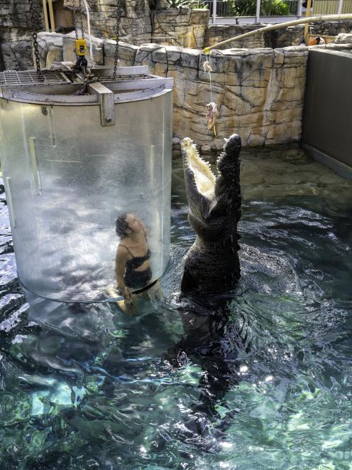 The so-called Cage of Death at Crocosaurus Cove.