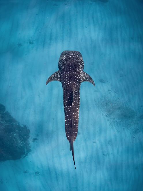 A whale shark on the reef spotted from above. PHOTO: SAL SALIS