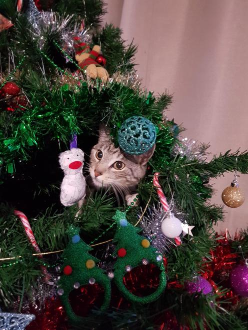 Christmas tree removal can be dangerous, ACC warns. PHOTO: ALI CANNAN