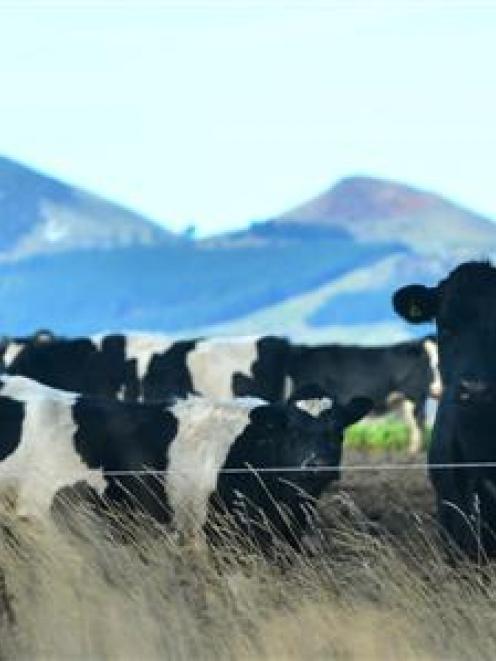 Federated Farmers is "not hitting the panic button just yet" as milk prices tumble. Photo by...