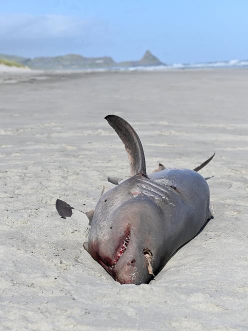 A 2m-long porbeagle shark washed up on the beach near Westwood between the Kaikorai Lagoon and...