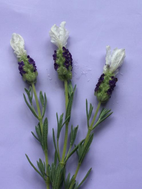 "Castilliano" is a newer Spanish lavender (Lavandula stoechas) that is easy to grow from seed.