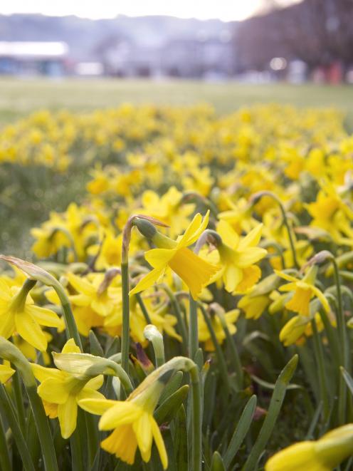 Daffodils dancing in Dunedin. PHOTO: GERARD O'BRIEN