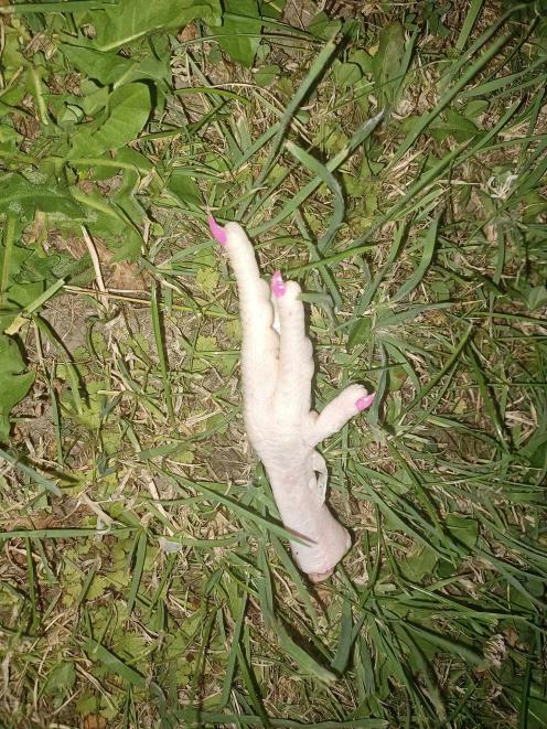 A Casebook couple were appalled to find potentially harmful raw chicken feet on their lawn after...