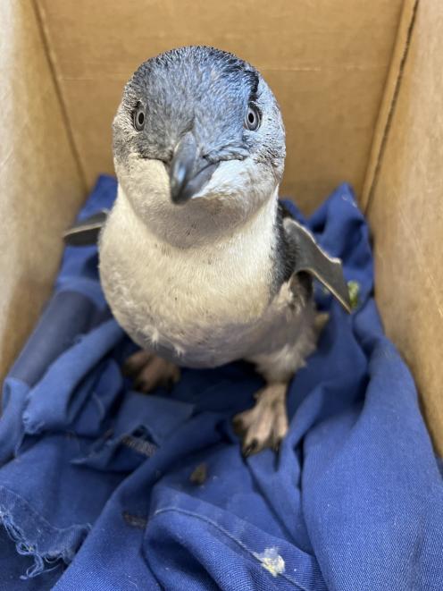 Milly the penguin resides safely at the Oamaru Penguin Colony after being rescued from outside...