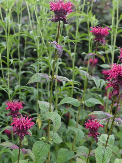 Monarda "Raspberry Wine" can be found in the herb garden or  herbaceous  borders at the Dunedin...