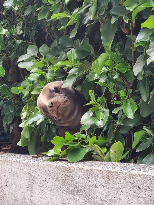 A sea lion pup pops its head out from  bushes. PHOTO: GIVERNEY FORBES