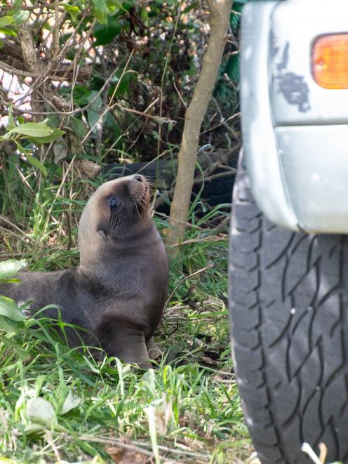 Sea lion pup Mahira jun. PHOTO: GIVERNEY FORBES