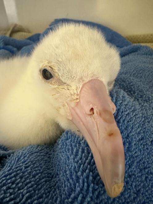 A toroa chick in ICU after eating plastic. Photo: Dunedin Wildlife Hospital 