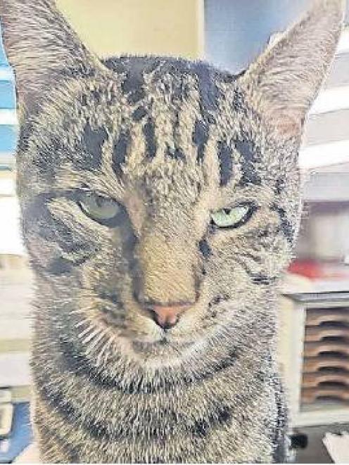 Toby the tabby had his whiskers cut off. PHOTO: SUPPLIED