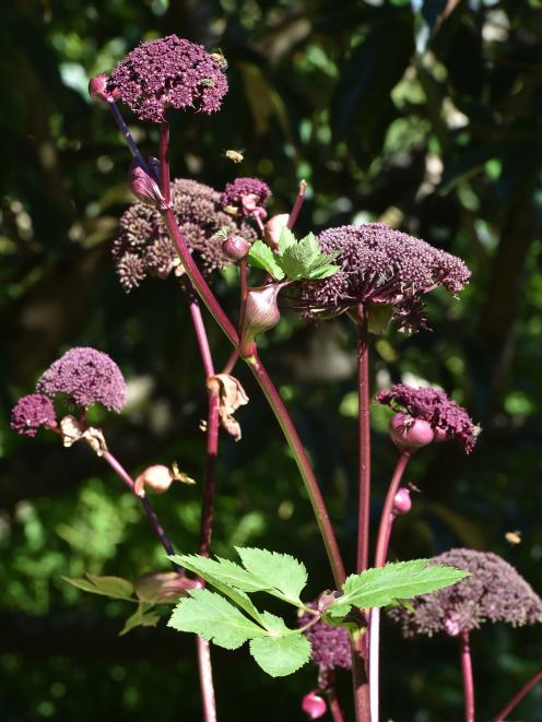 Angelica gigas at Dunedin Botanic Garden. PHOTO: GREGOR RICHARDSON