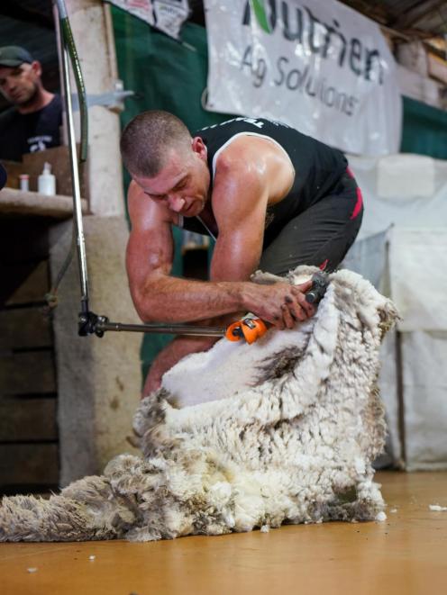 Ettrick-born shearer Luke Vernon works rapidly, on his way to breaking the world record for...