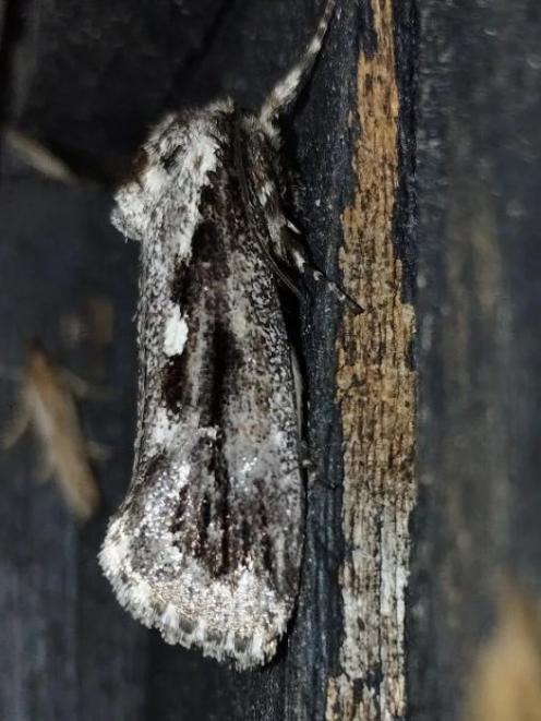 Frosted phoenix moth photographed by Swedish tourist Pav Johnsson in Oban, Stewart Island, last...