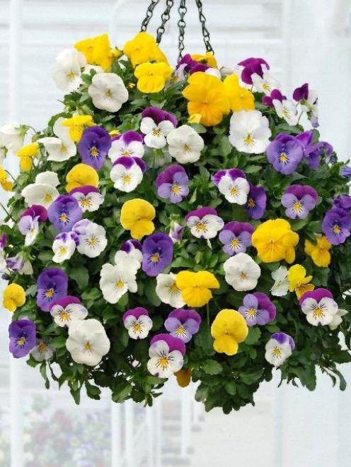 Pansies and violas can be grown from cuttings for spring plants. PHOTO: SUPPLIED