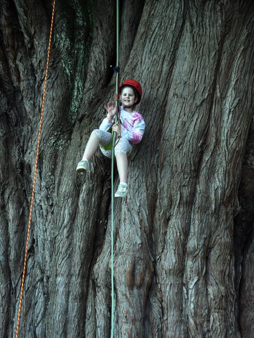 Melissa Miller, 6, of Christchurch, descends from a tree at the Wild Dunedin Art Play in Nature...