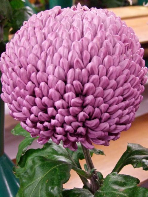 A prizewinning bloom of "Stockton", a class 3 (regular incurved) variety.