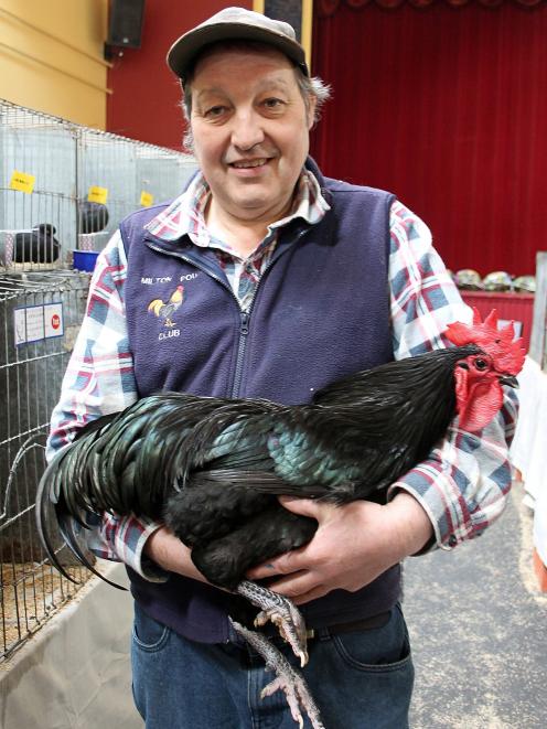 Milton Poultry and Bird Fanciers Club president Theron Tapp and his champion Australorp rooster,...