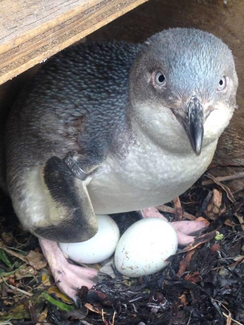 Kaikōura’s little penguin’s are receiving a helping hand. Photo: Supplied by Kaikōura Ocean...