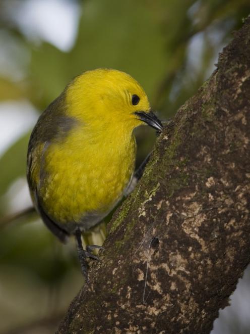 Yellow-crowned parakeet numbers in the Landsborough Valley are increasing. PHOTO: DOC