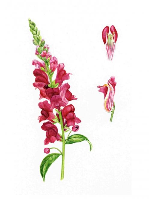Snapdragons (Antirrhinum majus)  were once thought to enhance your social standing. ILLUSTRATION:...