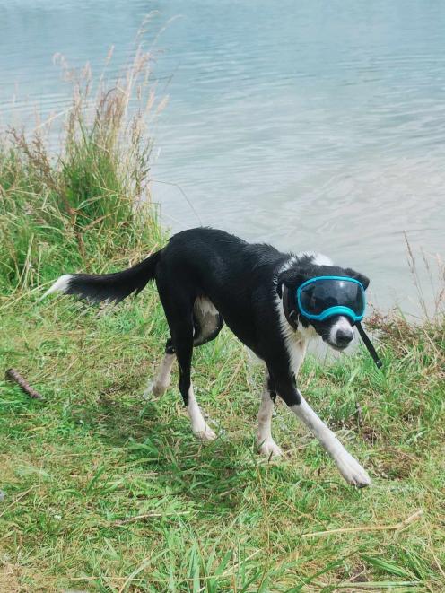 Two-year-old border collie Blaze loves to go for a swim in summer. PHOTO: CHARLOTTE HARRIS