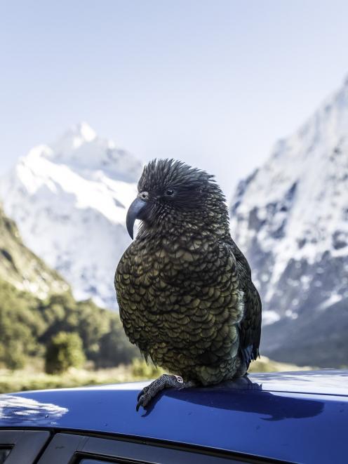 Doc is urging people to take care around kea on the roads following a number of recent deaths....