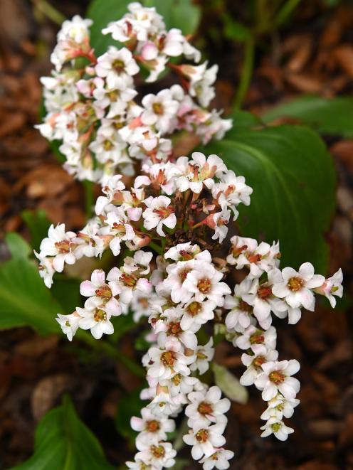 Most Bergenia species and hybrids are tolerant of a wide range of conditions. PHOTO: LINDA...