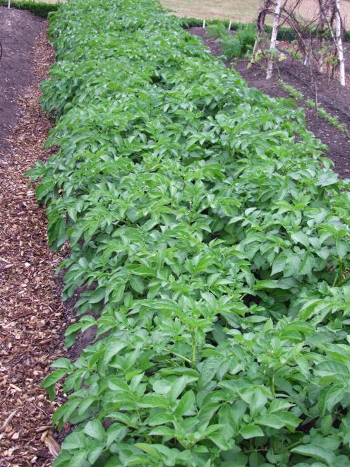 A row of healthy potatoes. PHOTOS: GILLIAN VINE 