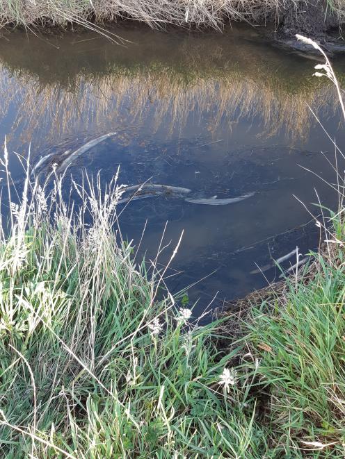 Dead eels were found in Low Burn Stream near Mataura. PHOTO: ENVIRONMENT SOUTHLAND