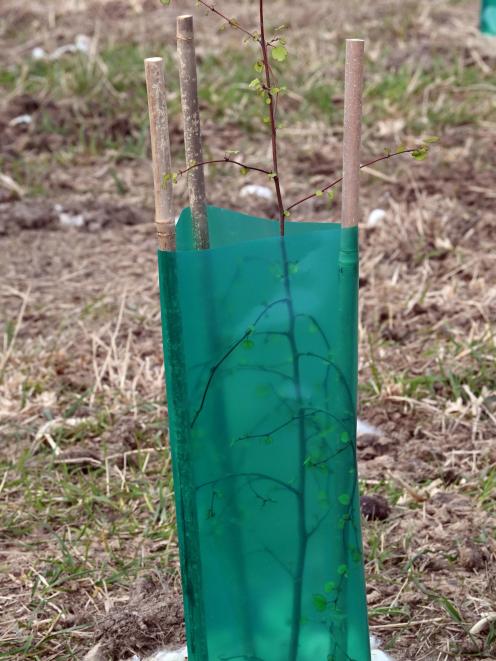 A juvenile ribbonwood planted by Erin Howard on her Macraes farm, Bellfield. The family have used...