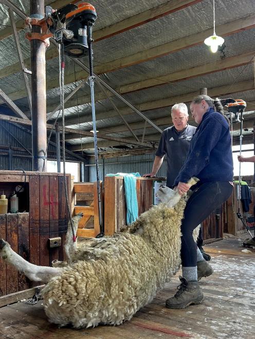 Ronny Hill supervises Leah Stephens getting her ewe closer to the comb at the Jobbortunities...