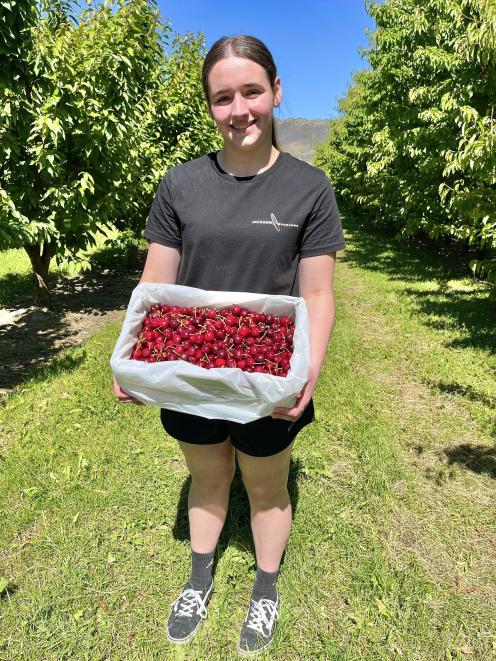 Student Caylin Geel is working at Jackson Orchards as the cherry season takes off in Cromwell....