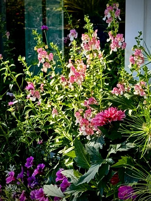 Angelface Wedgwood Blue has won 17 awards from Canada to Florida. It is grown here with...