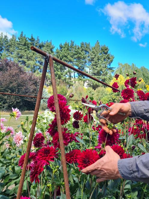 The Wānaka grower who donated Hugo’s flowers wishes to remain anonymous.