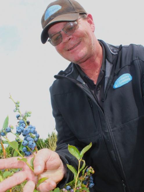 Blueberry Country orchard manager Henry Geerling is thrilled with the super-fruit harvest coming...