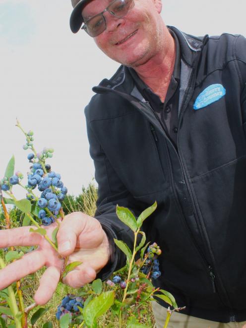 Blueberry Country orchard manager Henry Geerling is thrilled with the super-fruit harvest coming...