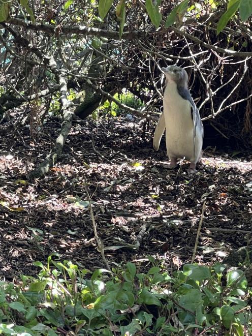 A 90-day-old yellow-eyed penguin chick at the Penguin Rescue sanctuary.The chick will fledge at...