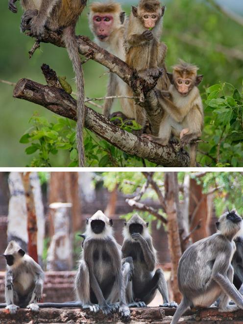 Toque macaques; and grey langurs at Polonnaruwa. PHOTOS: SUPPLIED