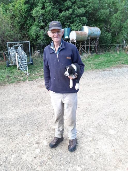 Denis De Pass on his farm with his trusty heading dog Cam before he was headbutted by a ram on...