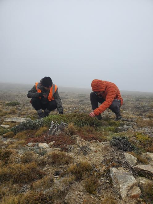 Botanic garden apprentices observe Veronica buchananii.
