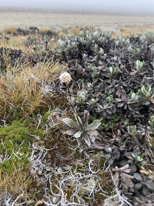 Woollyhead, Craspedia lanata.