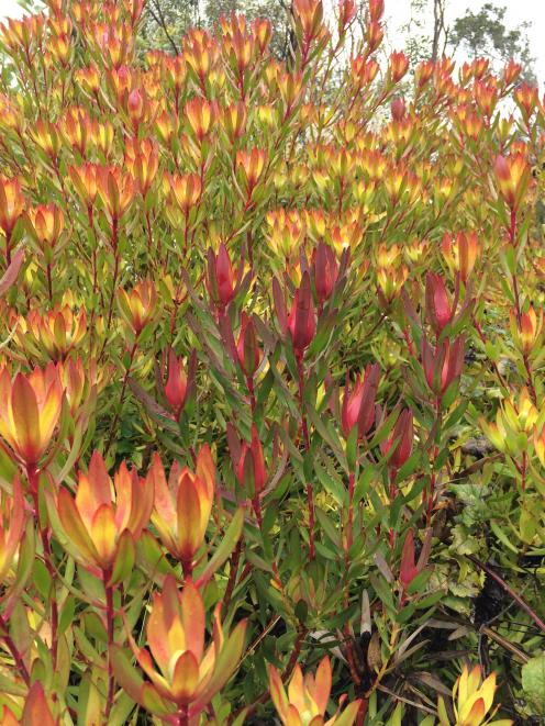Leucadendron at Bastia Hill garden. PHOTO: KAREN WRIGGLESWORTH