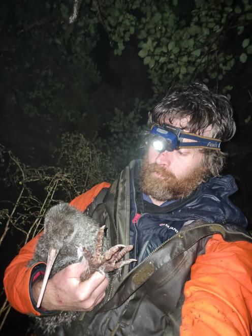 Doc biodiversity ranger Iain Graham and his conservation dog Brew were flown in to locate the...