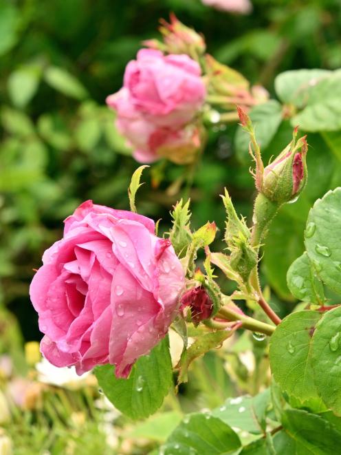 An old-fashioned rose blooms in the garden.
