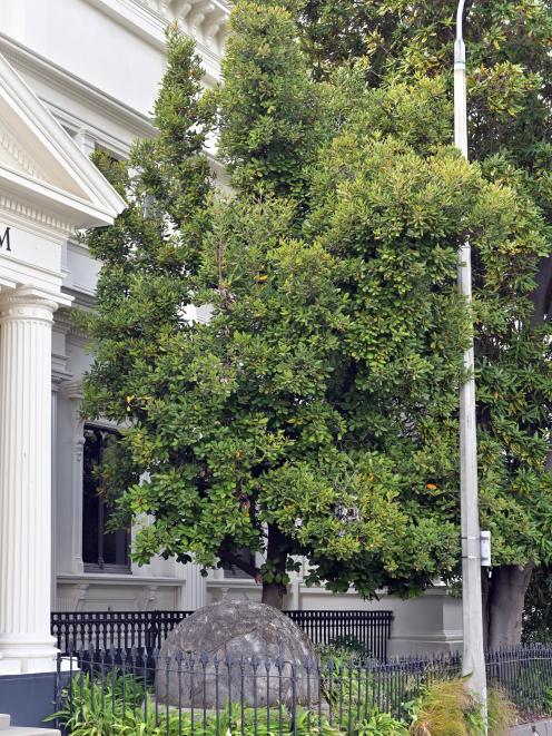 A lovely taraire tree laden with "plums" by the western wall of the Otago Museum. 