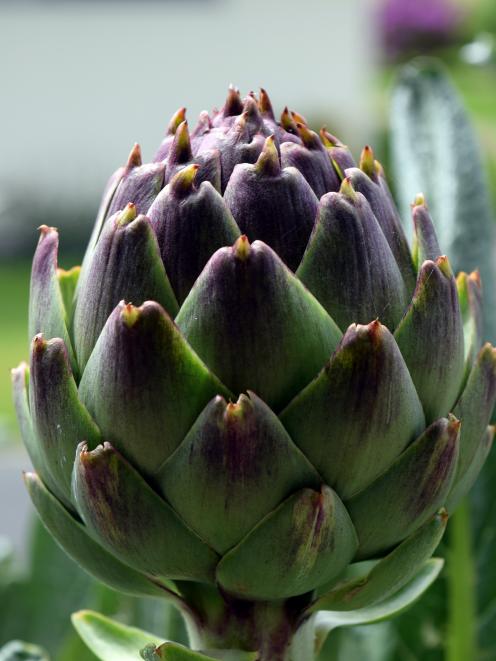 artichoke flower PHOTO SHAWN MCAVINUE artichoke flower PHOTO SHAWN MCAVINUE